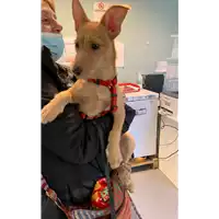 Foto dell\'animale cane - Matr. 2022/0262 - Microchip 380260044551623