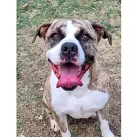 Foto dell\'animale cane - Matr. 2022/0264 - Microchip 380260101937274