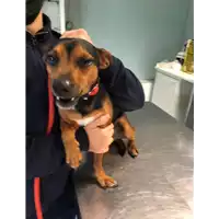 Foto dell\'animale cane - Matr. 2022/0269 - Microchip 380260044549842