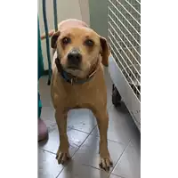 Foto dell\'animale cane - Matr. 2013/2482 - Microchip 380260000148360