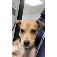 Foto dell\'animale cane - Matr. 2022/0235 - Microchip 380260044816716