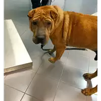 Foto dell\'animale cane - Matr. 2022/0276 - Microchip 380260080316020