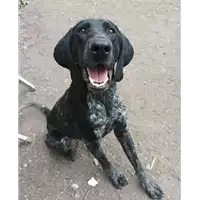 Foto dell\'animale cane - Matr. 2021/2210 - Microchip 380260044446247