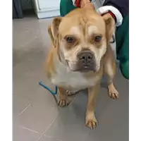 Foto dell\'animale cane - Matr. 2022/0277 - Microchip 380260044549475