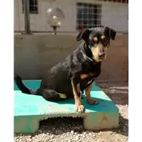 Foto dell\'animale cane - Matr. 2022/0278 - Microchip 380260044549451