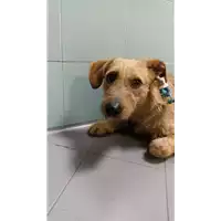 Foto dell\'animale cane - Matr. 2022/0279 - Microchip 380260044549615