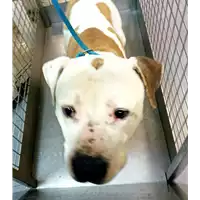 Foto dell\'animale cane - Matr. 2021/2257 - Microchip 380260101797943