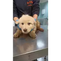 cane - Matr. 2022/0283 - Microchip 380260044550000