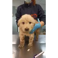 cane - Matr. 2022/0284 - Microchip 380260044549234