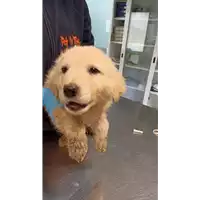 Foto dell\'animale cane - Matr. 2022/0285 - Microchip 380260044549845