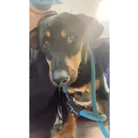 cane - Matr. 2022/0292 - Microchip 380260044549219