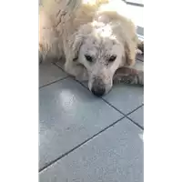 Foto dell\'animale cane - Matr. 2022/0290 - Microchip 380260044549808
