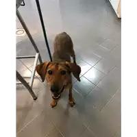 Foto dell\'animale cane - Matr. 2022/0296 - Microchip 380260044549962