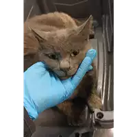 Foto dell\'animale gatto - Matr. 2022/0300 - Microchip 380260043578377