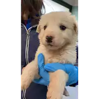 Foto dell\'animale cane - Matr. 2022/0301 - Microchip 380260044549859