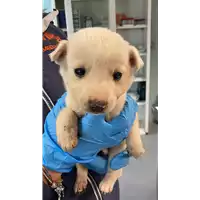 Foto dell\'animale cane - Matr. 2022/0302 - Microchip 380260044549982