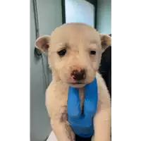 Foto dell\'animale cane - Matr. 2022/0303 - Microchip 380260044549420
