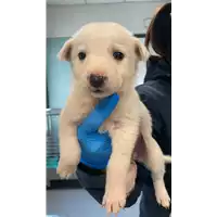 Foto dell\'animale cane - Matr. 2022/0304 - Microchip 380260044549218