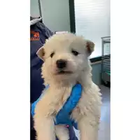 Foto dell\'animale cane - Matr. 2022/0305 - Microchip 380260044549314