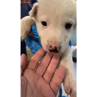 cane - Matr. 2022/0309 - Microchip 380260044549240