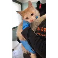 gatto - Matr. 2022/0310 - Microchip 380260044549384