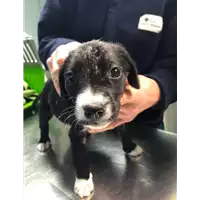 Foto dell\'animale cane - Matr. 2022/0313 - Microchip 380260044670042