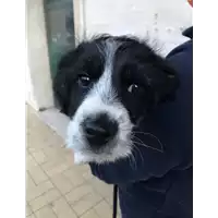 Foto dell\'animale cane - Matr. 2022/0314 - Microchip 380260044549448