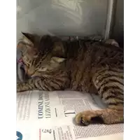 Foto dell\'animale gatto - Matr. 2017/0914 - Microchip 380260042835770