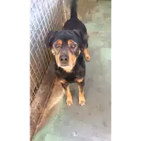 Foto dell\'animale cane - Matr. 2016/1779 - Microchip 380260000518525