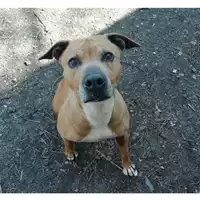 Foto dell\'animale cane - Matr. 2021/2217 - Microchip 380260080328407