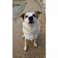Foto dell\'animale cane - Matr. 2021/2294 - Microchip 380260101288314