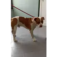 Foto dell\'animale cane - Matr. 2022/0316 - Microchip 380260044666835