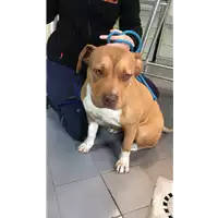 Foto dell\'animale cane - Matr. 2022/0317 - Microchip 380260044666158