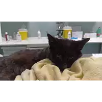Foto dell\'animale gatto - Matr. 2022/0318 - Microchip 380260044669719