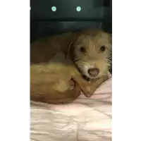 Foto dell\'animale cane - Matr. 2022/0322 - Microchip 380260044816302