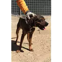 Foto dell\'animale cane - Matr. 2017/0916 - Microchip 380260043258538