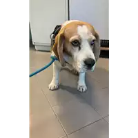 Foto dell\'animale cane - Matr. 2022/0328 - Microchip 380260100430332