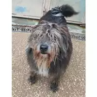 Foto dell\'animale cane - Matr. 2022/0330 - Microchip 380260042134509