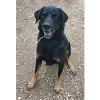 Foto dell\'animale cane - Matr. 2022/0331 - Microchip 380260044665415