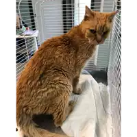 Foto dell\'animale gatto - Matr. 2022/0333 - Microchip 380260044666702