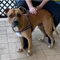 Foto dell\'animale cane - Matr. 2020/1461 - Microchip 380260101557974