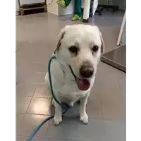 Foto dell\'animale cane - Matr. 2022/0335 - Microchip 380260100419271