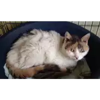 Foto dell\'animale gatto - Matr. 2017/0917 - Microchip 380260043259432