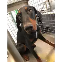 Foto dell\'animale cane - Matr. 2022/0338 - Microchip 380260044509098