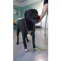 Foto dell\'animale cane - Matr. 2022/0344 - Microchip 380260044549407