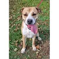 Foto dell\'animale cane - Matr. 2022/0356 - Microchip 380260044583181