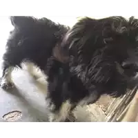 Foto dell\'animale cane - Matr. 2017/0915 - Microchip 380260043309494