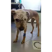 Foto dell\'animale cane - Matr. 2022/0358 - Microchip 380260044551128