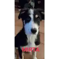 Foto dell\'animale cane - Matr. 2022/0360 - Microchip 380260044549332