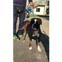 Foto dell\'animale cane - Matr. 2022/0368 - Microchip 380260043265838